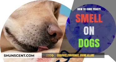 Banishing Yeasty Odor: A Guide to Keeping Your Dog Fresh