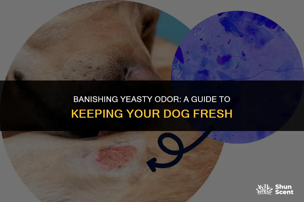 how to cure yeasty smell on dogs