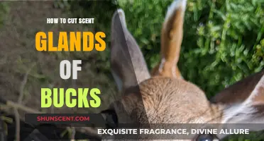 Effective Buck Scent Gland Removal: A Step-by-Step Guide for Hunters