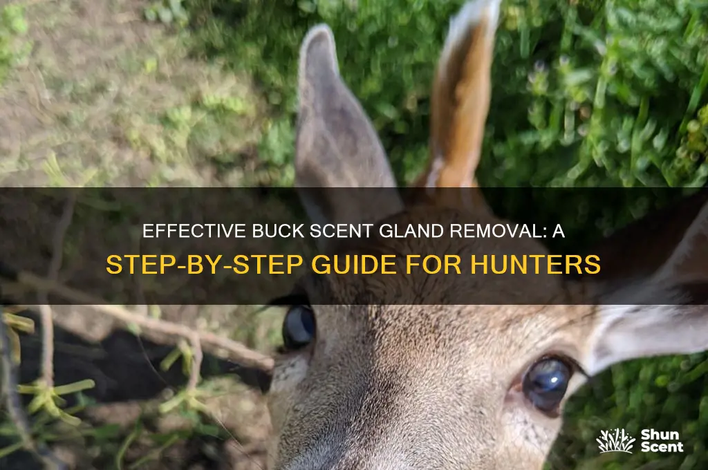 how to cut scent glands of bucks