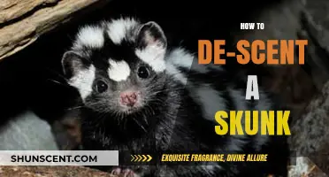 Effective Ways to De-Scent a Skunk: A Step-by-Step Guide