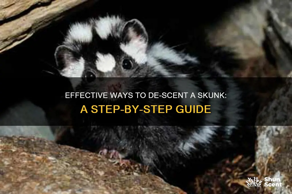 how to de-scent a skunk