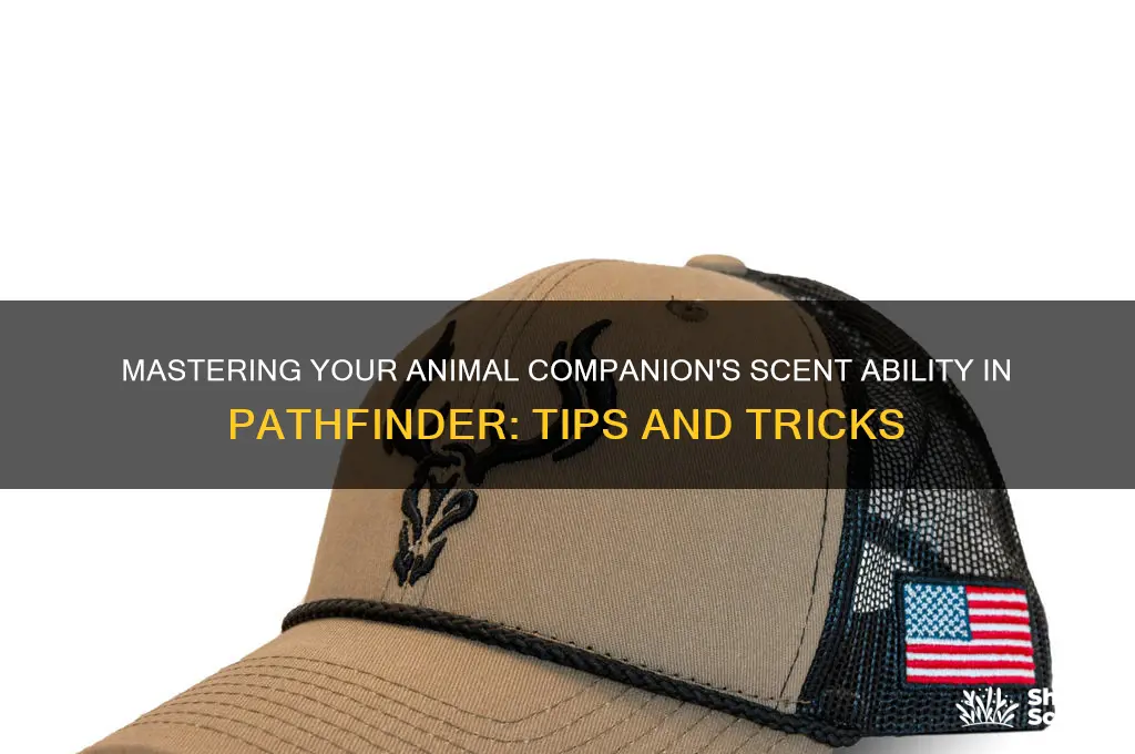 how to deal with animal companion