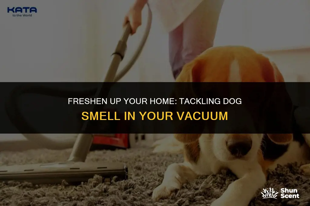 how to deal with dog smell in vaccuum