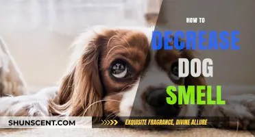 Freshen Up Your Home: Effective Tips to Reduce Dog Odor