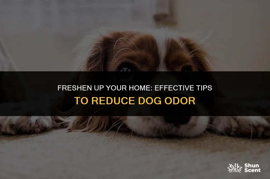 how to decrease dog smell