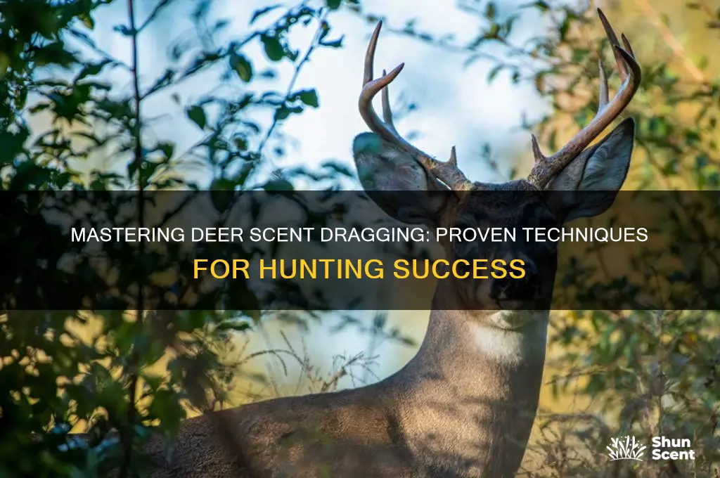 how to deer scent drag