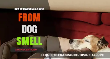 Freshen Up Your Home: Effective Tips to Deodorize a Couch from Dog Smell