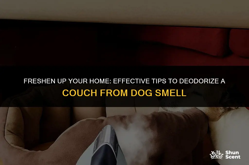 how to deodorize a couch from dog smell