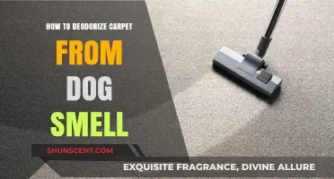Freshen Up Your Home: Effective Tips to Deodorize Carpet from Dog Smell