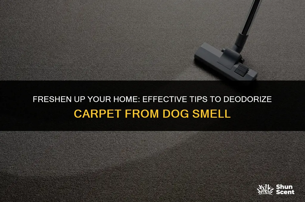 how to deodorize carpet from dog smell