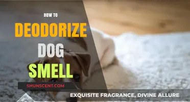 Freshen Up: Effective Ways to Neutralize Dog Odors at Home
