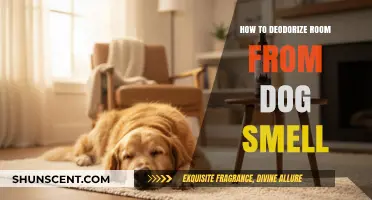 Freshen Up Your Space: Effective Ways to Neutralize Dog Odors