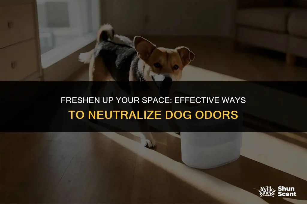how to deodorize room from dog smell