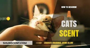 Unveiling the Unique Aromatic World of Feline Scents and Smells