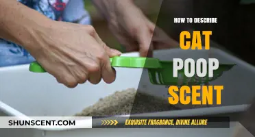 Understanding the Unique Aroma of Cat Poop: A Comprehensive Guide