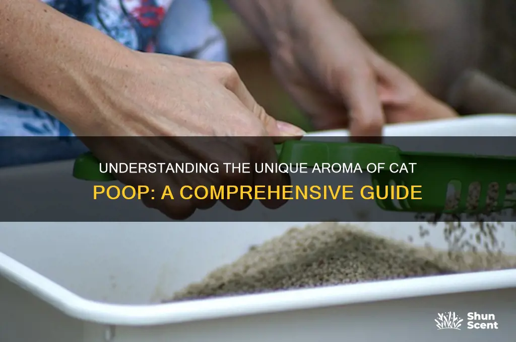 how to describe cat poop scent