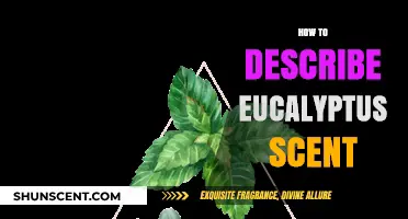 Captivating Eucalyptus Aroma: Unveiling the Fresh, Minty, Woody Scent Profile