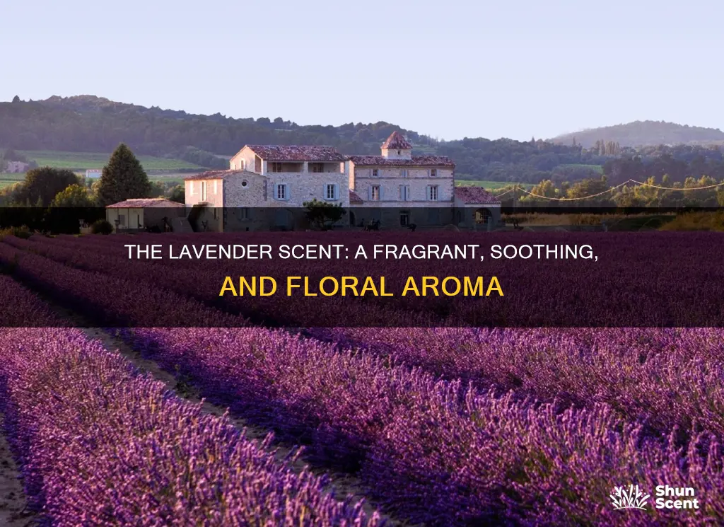 how to describe lavender aroma