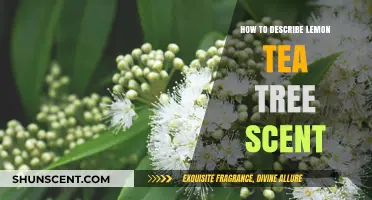 Unveiling the Refreshing Aromatic Profile of Lemon Tea Tree Scent