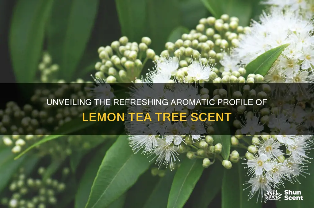 how to describe lemon tea tree scent