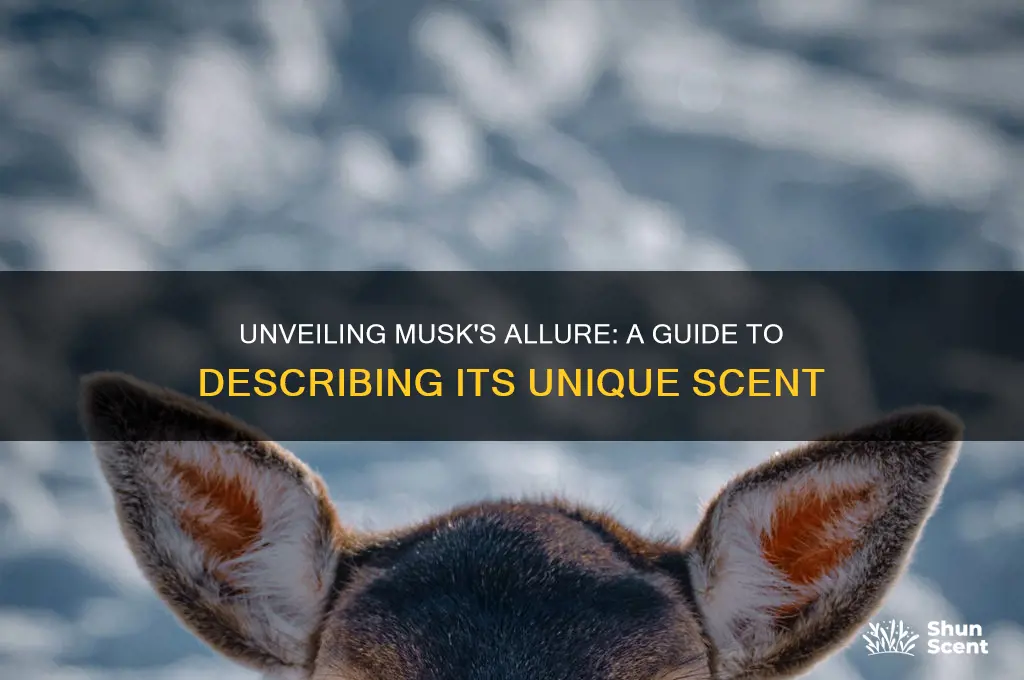 how to describe musk scent