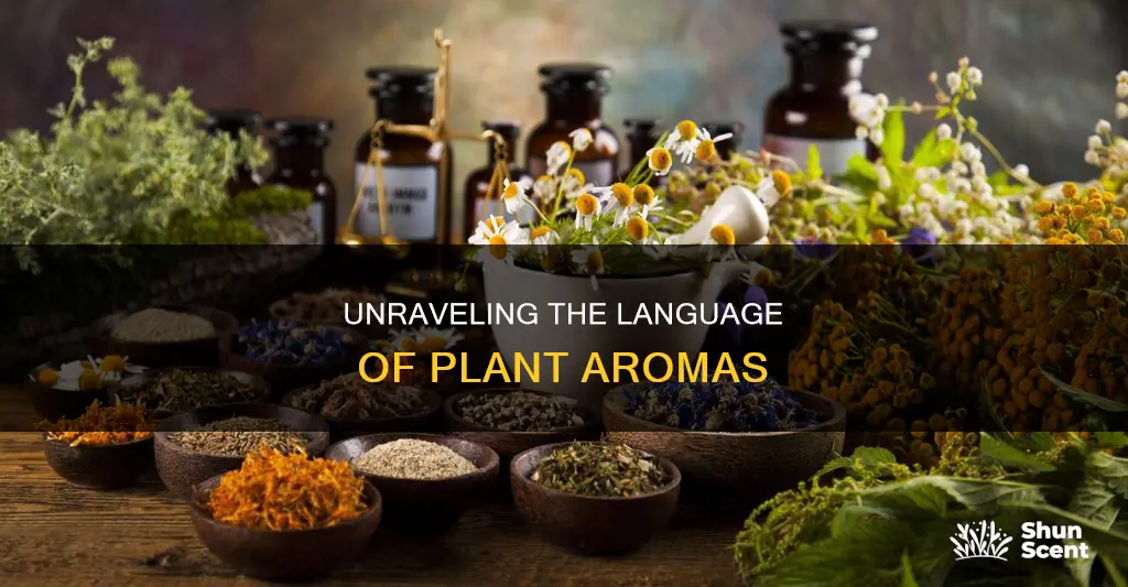 how to describe plant aroma