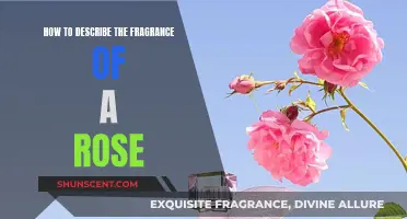 Capturing the Essence: A Guide to Describing Rose Fragrance