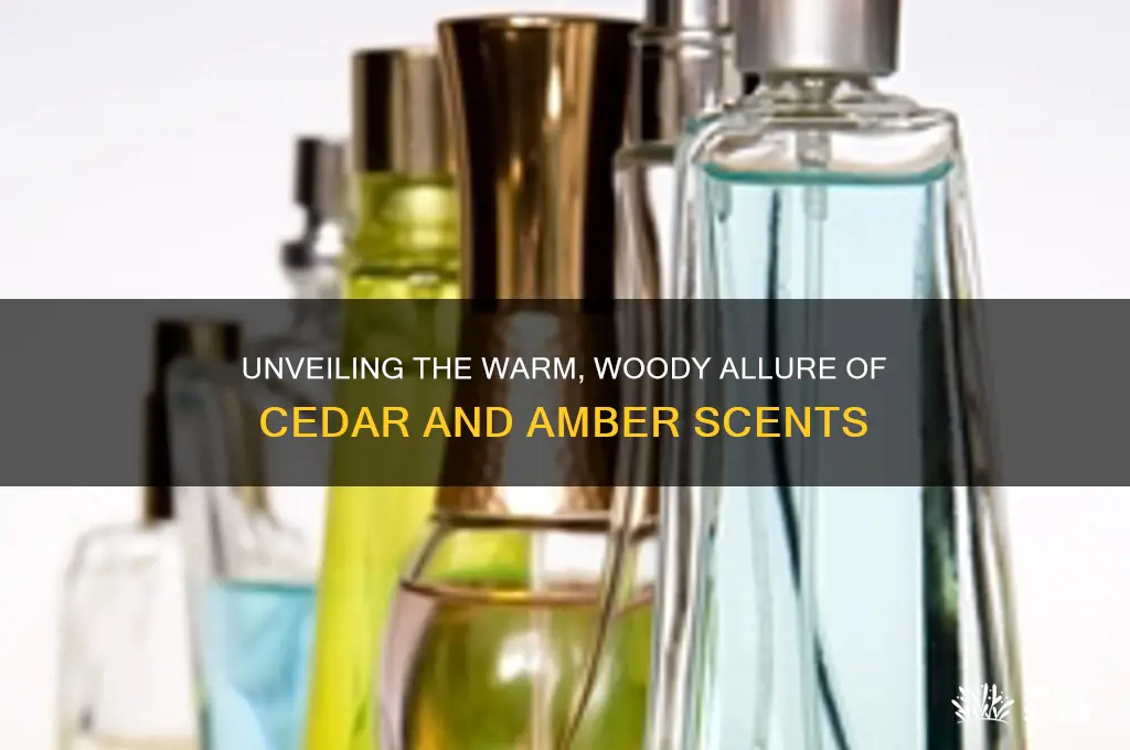 how to describe the scent cedar and amber