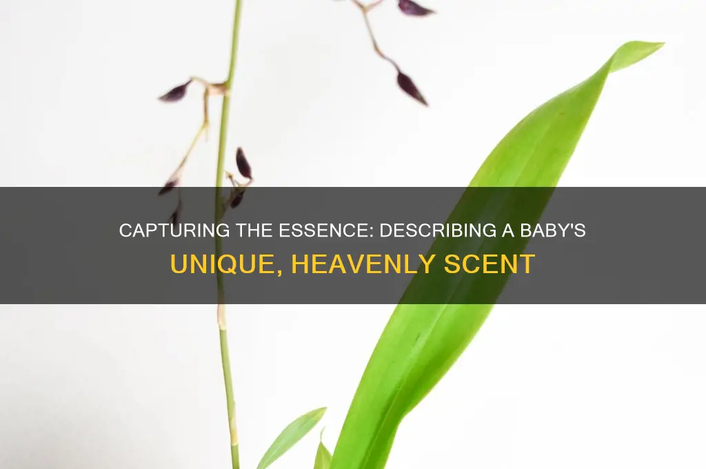 how to describe the scent of a baby