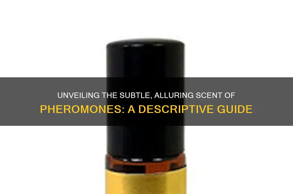 how to describe the scent of pheremones