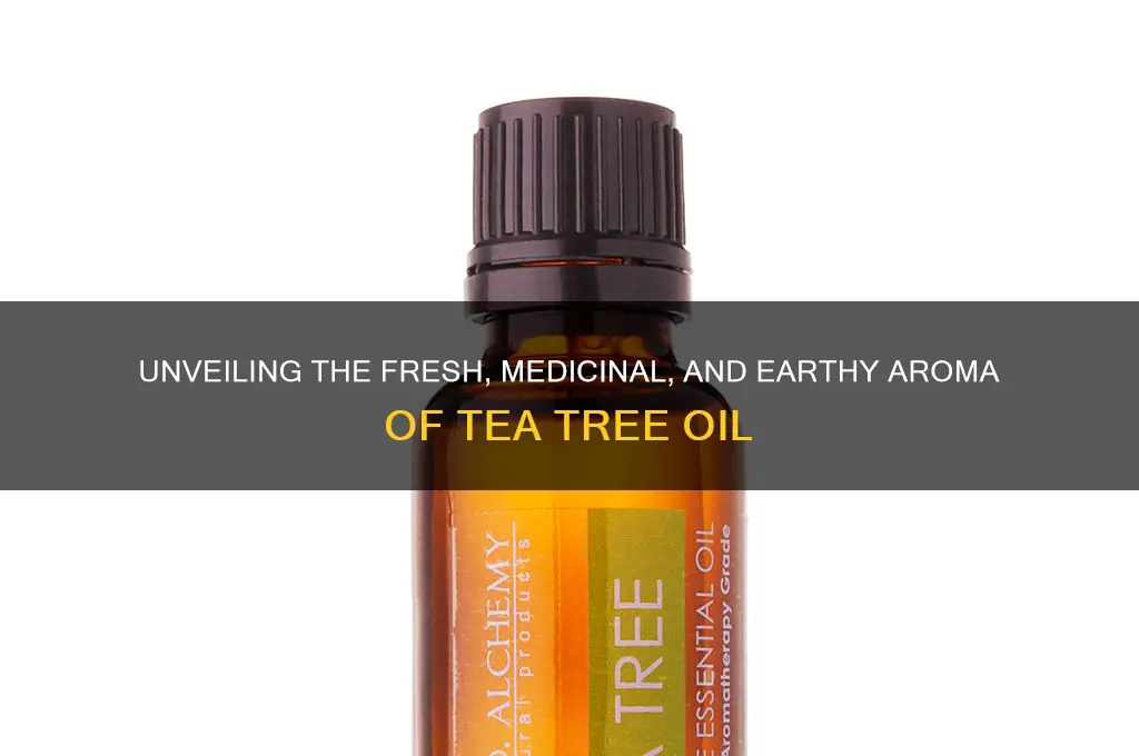 how to describe the scent of tea tree oil