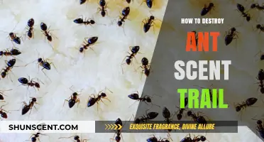 Effective Ways to Erase Ant Scent Trails and Prevent Infestations