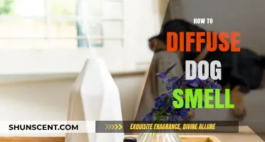 Freshen Up Your Home: Effective Ways to Neutralize Dog Odors