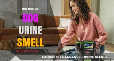 Effective Ways to Neutralize Dog Urine Odor in Your Home