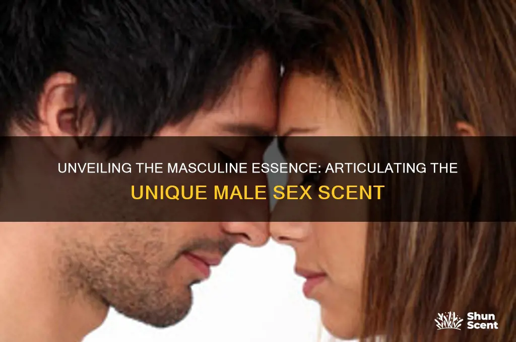 how to discribe a male sex scent