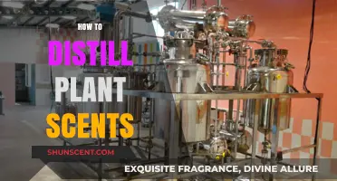 Mastering the Art of Distilling Pure Plant Scents at Home
