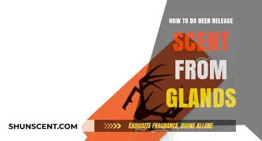 Mastering Deer Scent Release: Unlocking Gland Secrets for Hunting Success