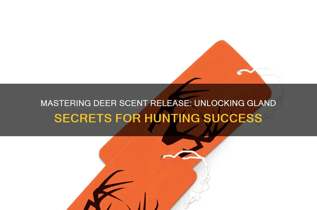 how to do deer release scent from glands