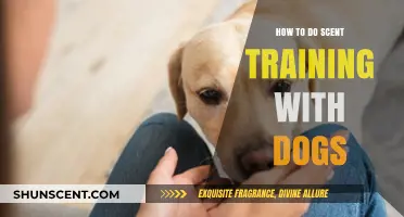 Mastering Scent Training: Effective Techniques for Dogs and Owners