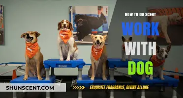 Engage Your Dog's Nose: Mastering Scent Work Techniques and Tips