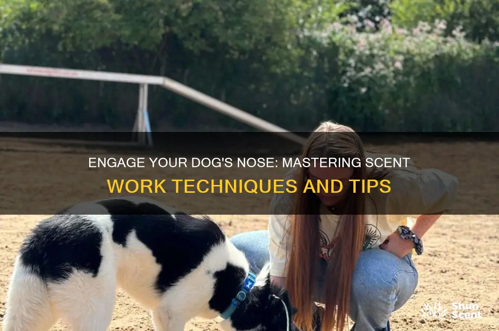 how to do scent work with dog