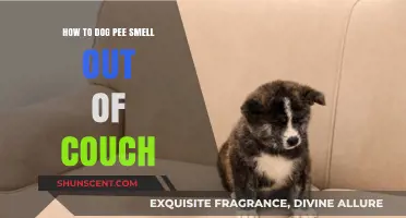 Effective Tips to Eliminate Dog Pee Smell from Your Couch