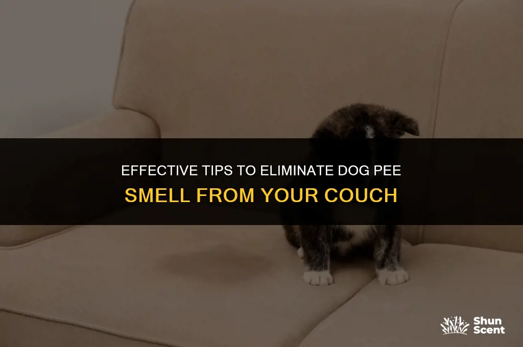how to dog pee smell out of couch