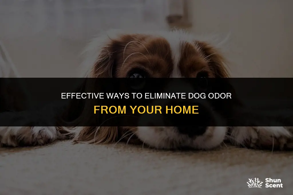 how to dog smell out of house