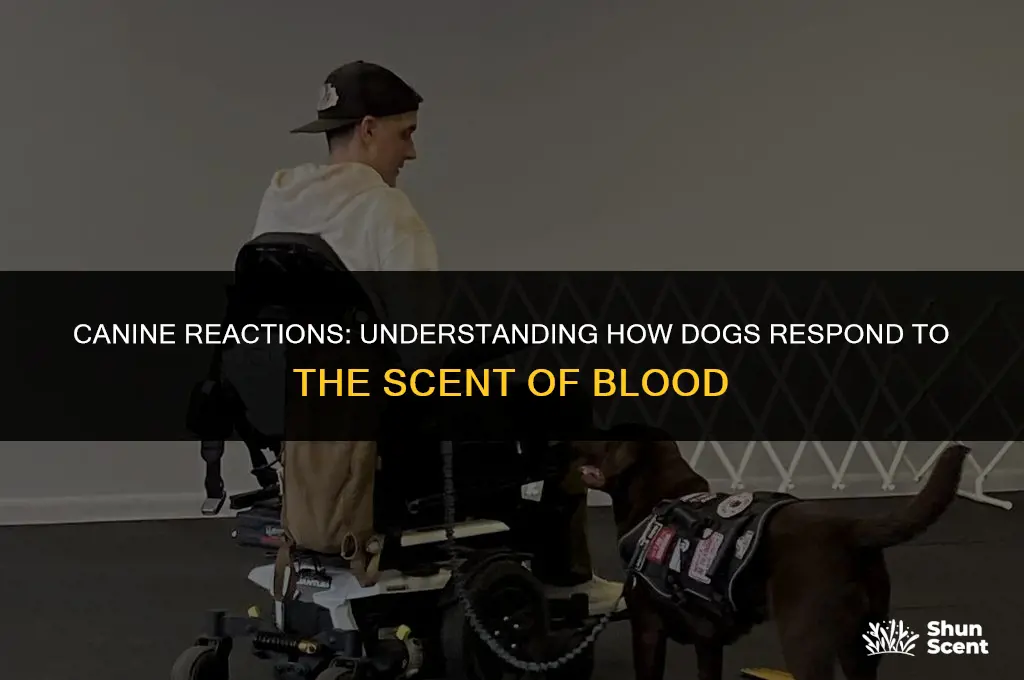 how to dogs react to smell of blood