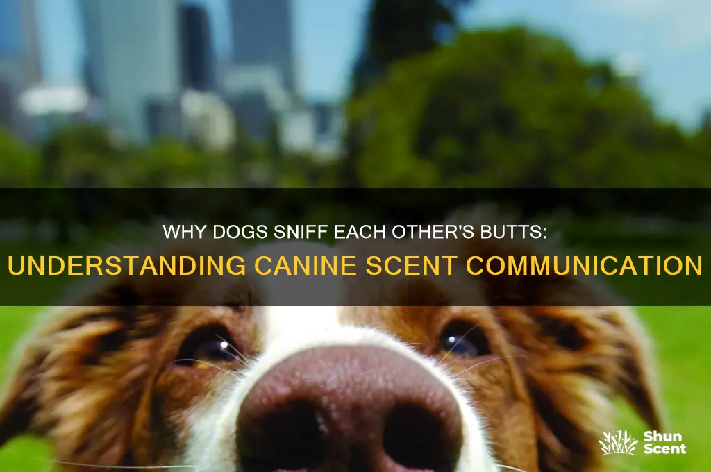 how to dogs scent butts