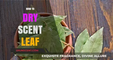 Master the Art of Drying Scent Leaf for Long-Lasting Aroma