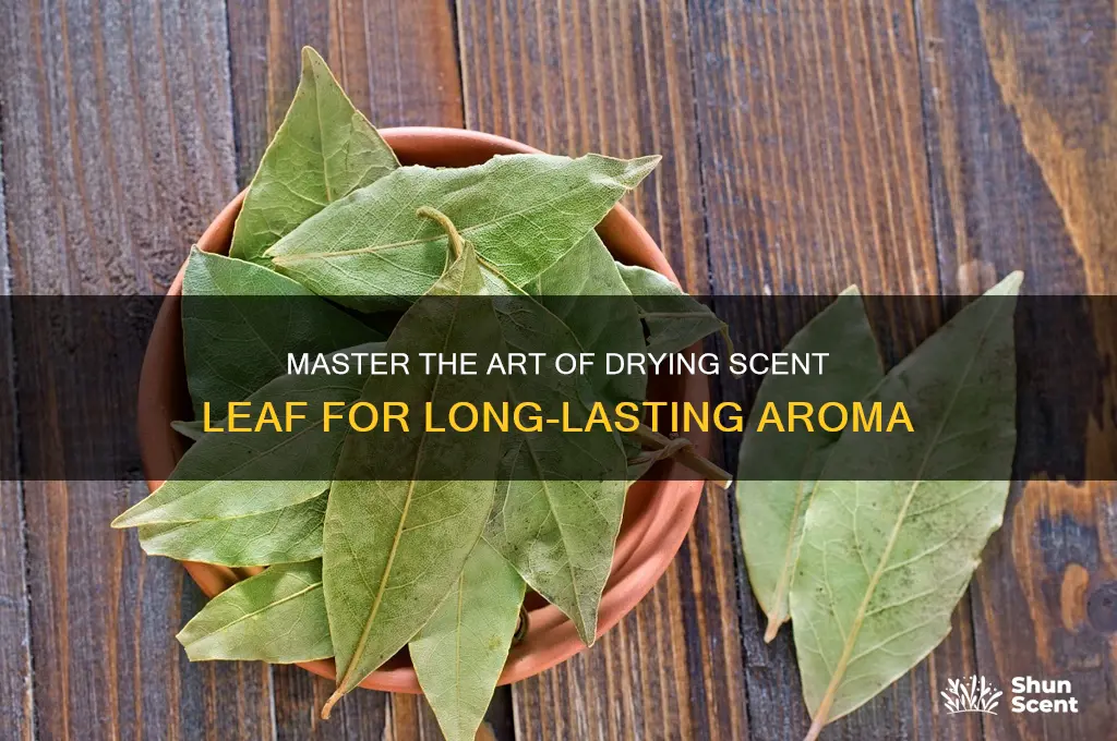 how to dry scent leaf