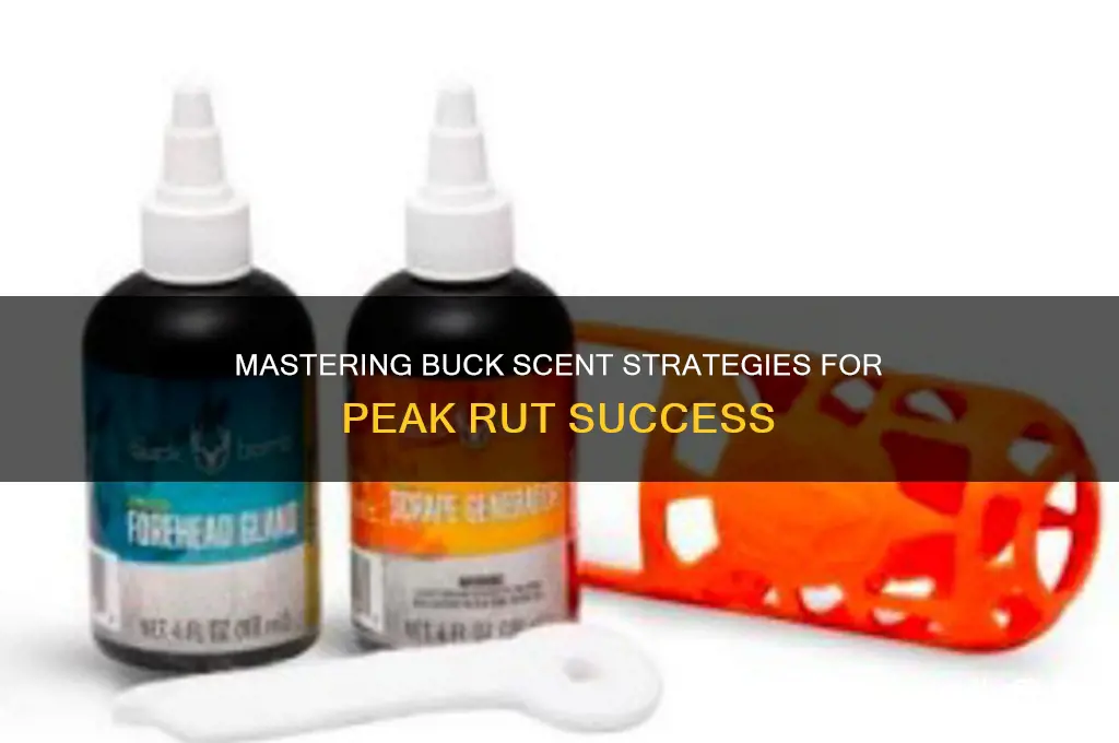 how to effectly use buck scent in the rut